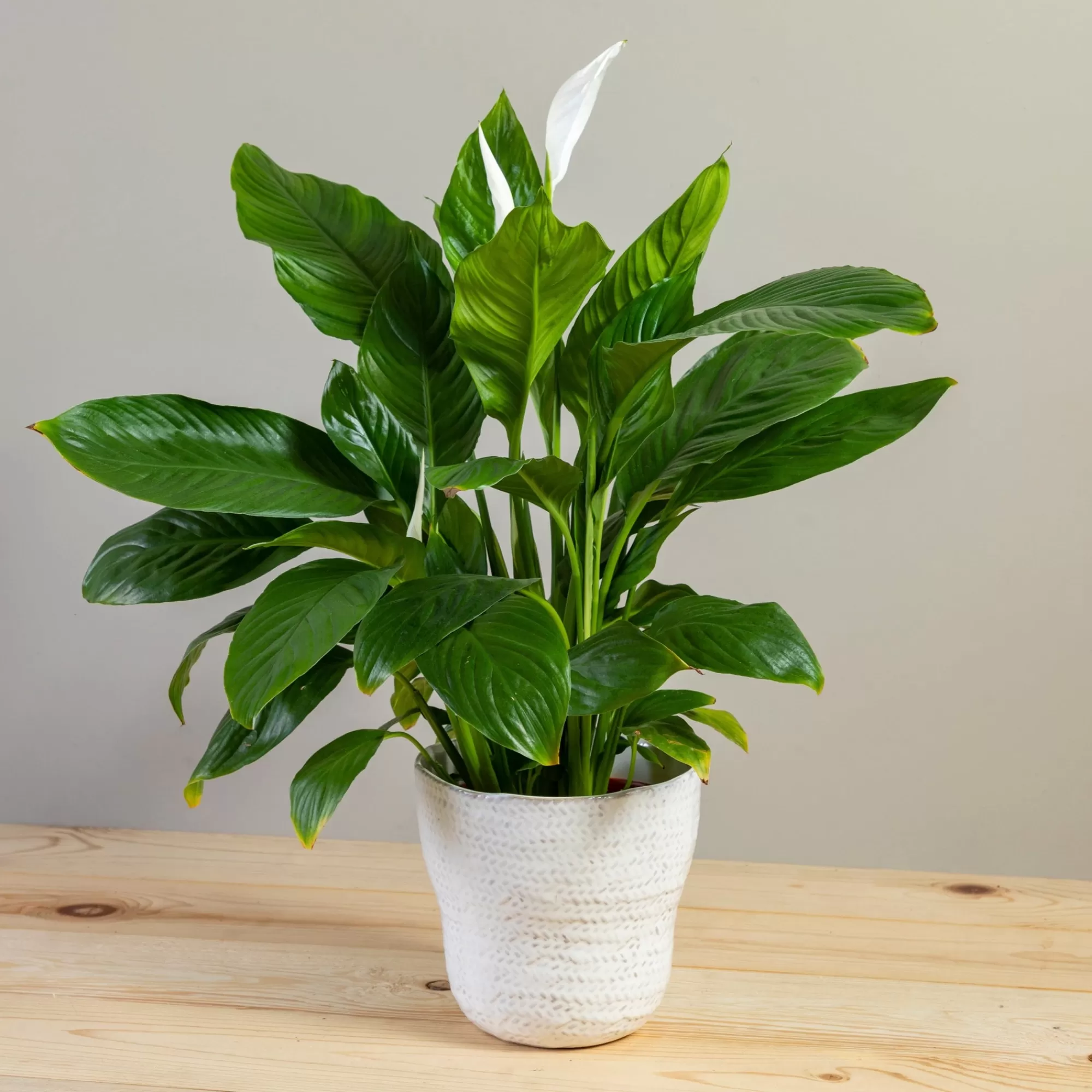 Online Be Home Amstel Pot, Large