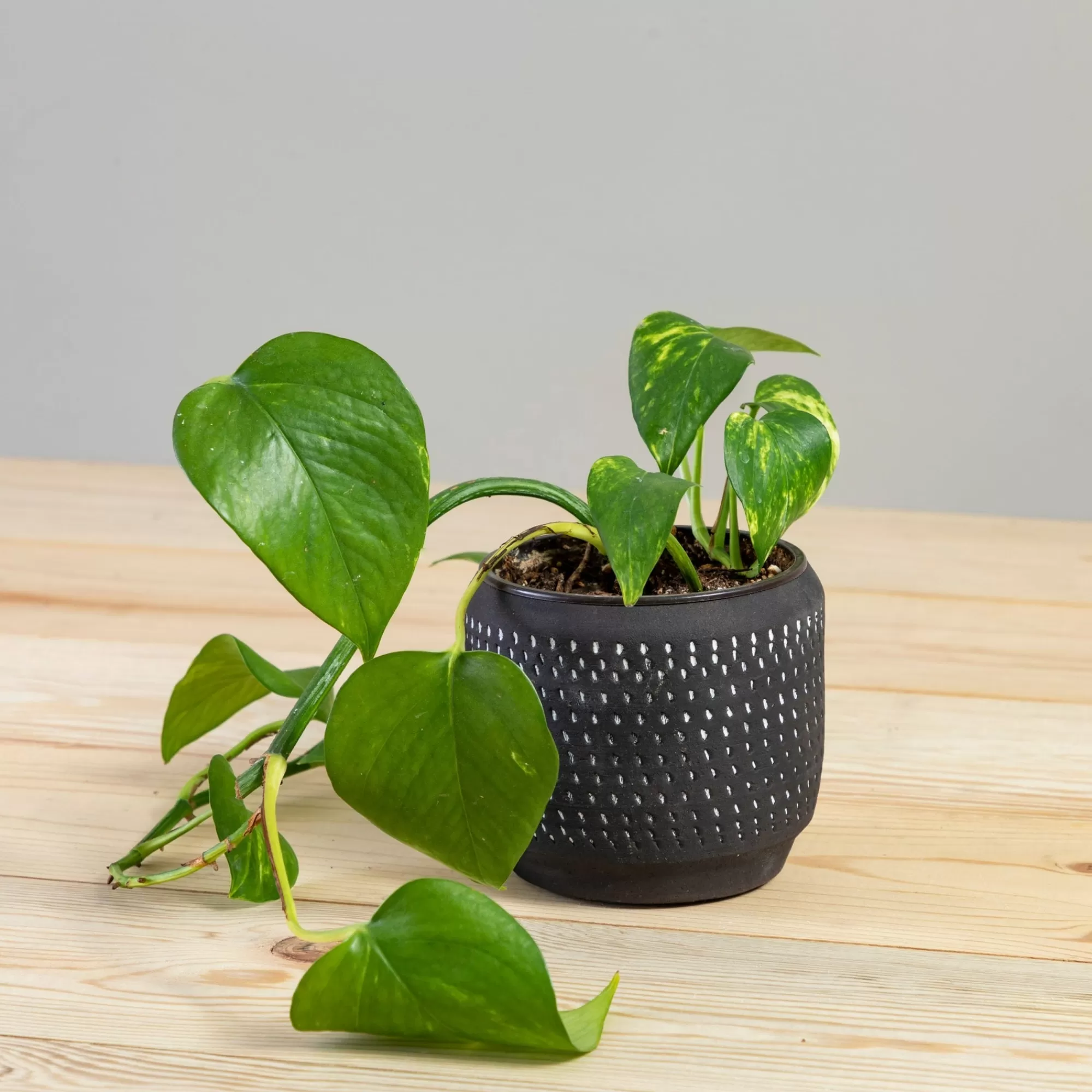 Store Be Home Delrado Pot
