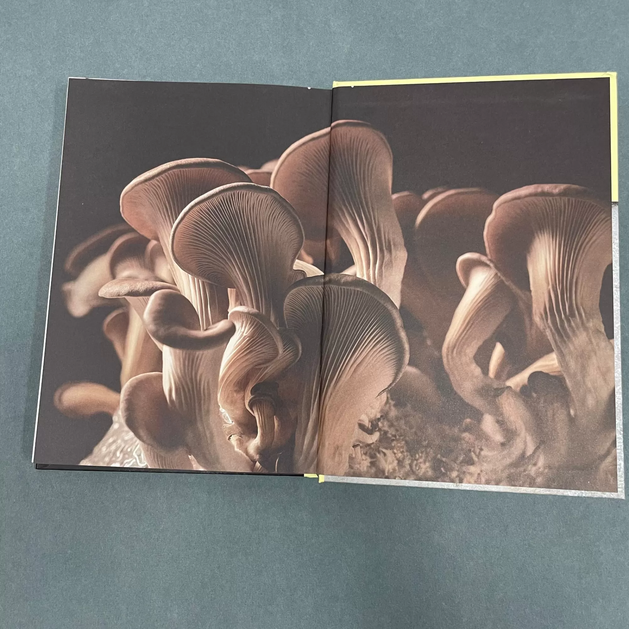Flash Sale Be Home Mushrooms: Over 70 Recipes Which Celebrate Mushrooms by Martin Nordin