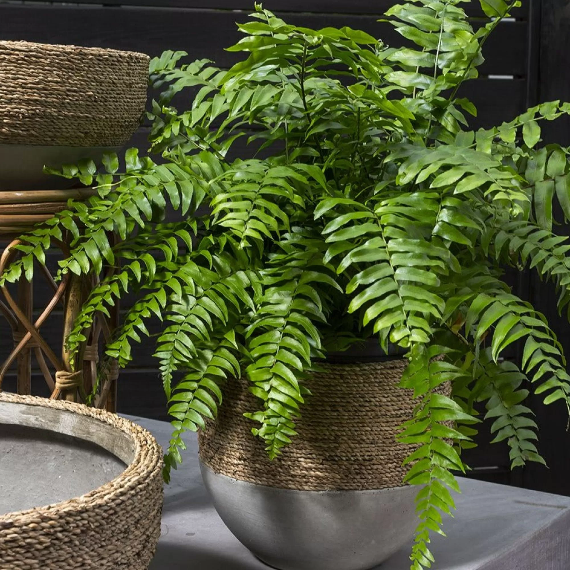 Online Be Home Reed Pot
